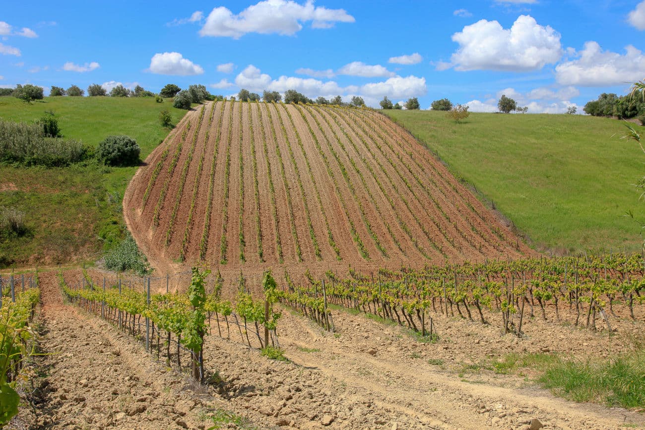Um terroir especial