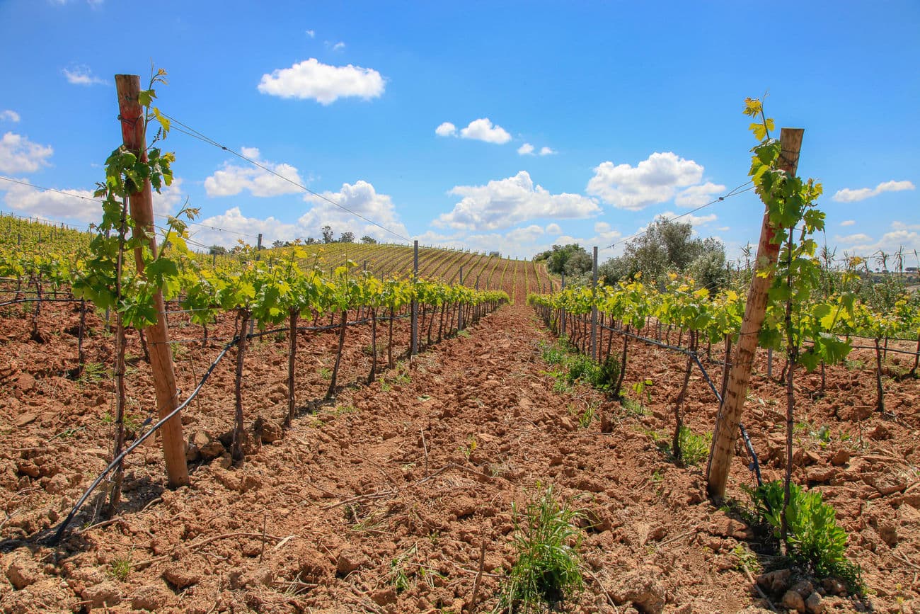 Um terroir especial